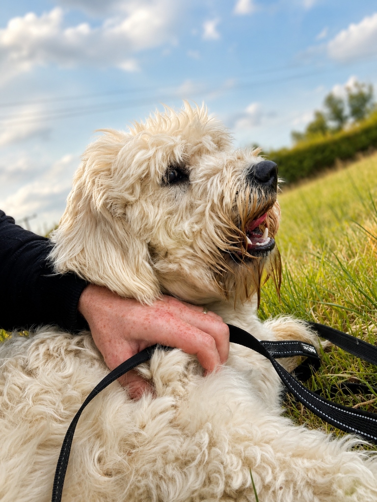 Dog boarding near me - Comfortable dog care in Rathangan Kildare