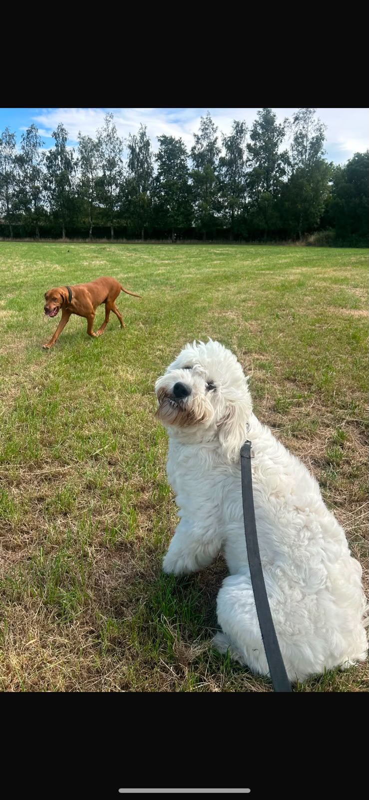 Dog boarding Rathangan - Supervised dogs playing in green meadow
