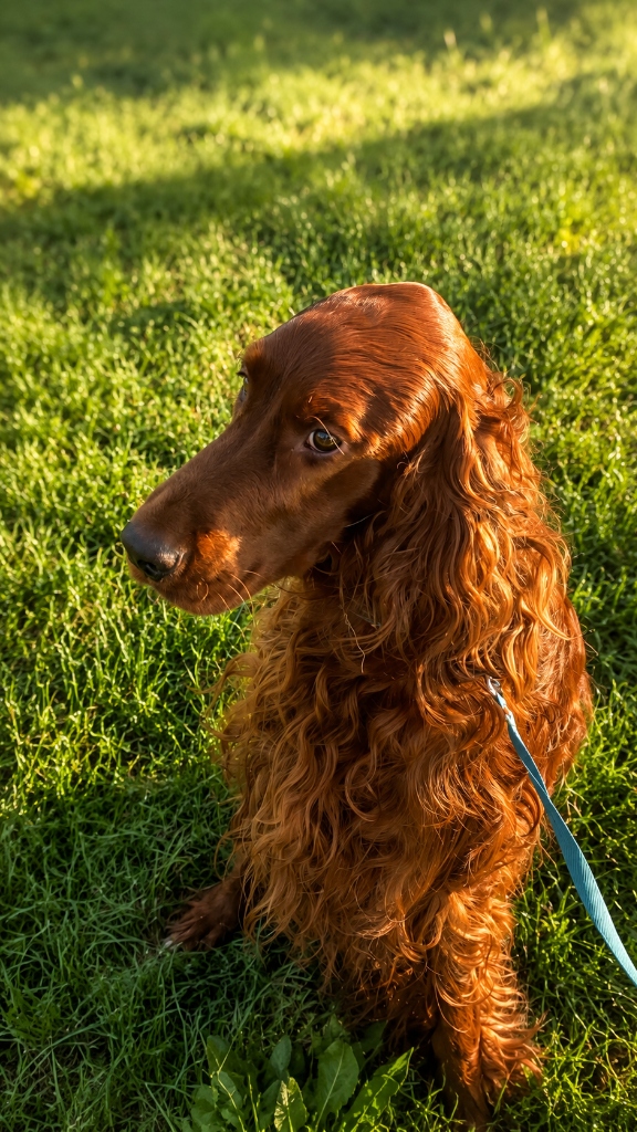 Dog kennels Rathangan - Irish Setter enjoying outdoor exercise meadow