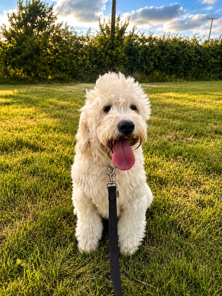 Holiday dog boarding Kildare - Happy doodle guest relaxing outdoors