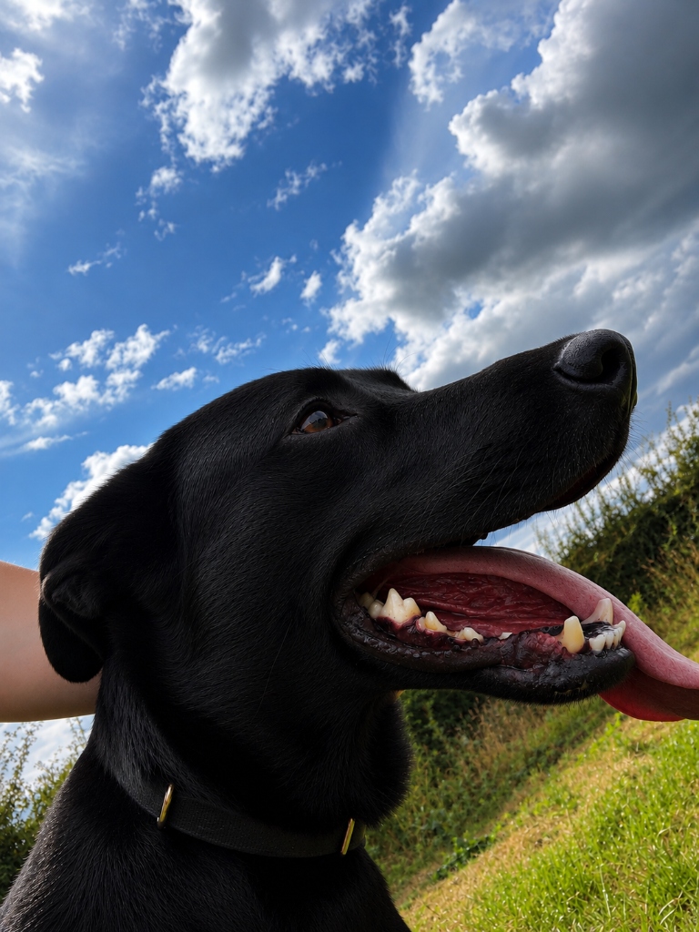 Pet boarding Kildare - Black Labrador outdoors at Thomastown Kennels
